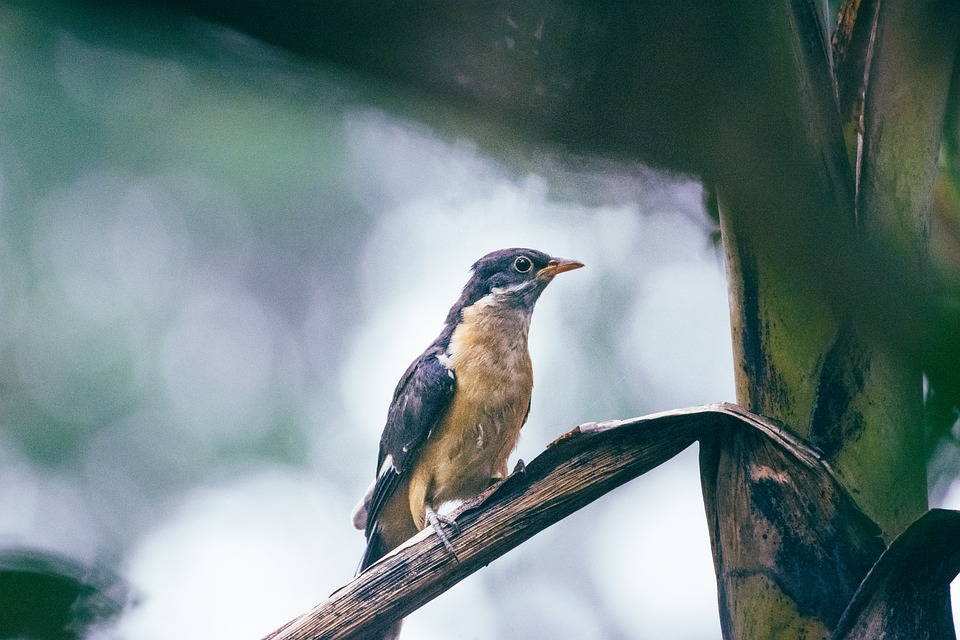 Monsoon-Ready-How-to-Prepare-for-Rainy-Days-in-Bangkok.jpg Bangkokʼs monsoon season survival guide